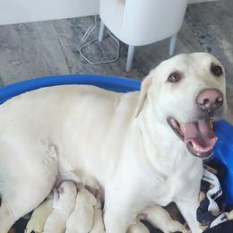 Girl 2 - Yellow female Labrador Retriever puppy in Arizona from Lily's White Labs