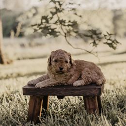 Boy 2 - male Goldendoodle puppy in Ash Grove, Missouri from The Bark Farm