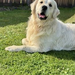 Golden Retriever puppies from 11 Oaks Kennels