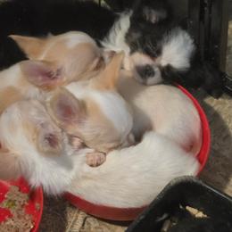 El Toro - Cream and white male Chihuahua puppy in Springfield, Missouri from Casadelopez Tails