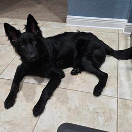 German Shepherd and Golden Retriever Puppies from Lace's High Flying German Shepherds And Golden Retrievers