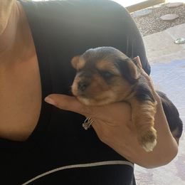 Yorkshire Terrier Puppies from Sugar & Spice Yorkies