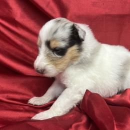 Kylie - White female Collie puppy in Groveland, Florida from Palmhaven Collies