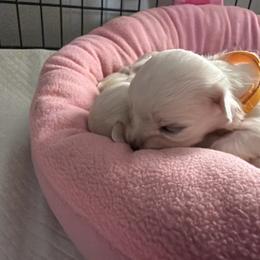Maisie - White female Maltese puppy in Coats, North Carolina from Angie's Puppies