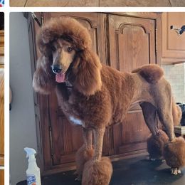Sassy - Poodle