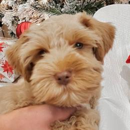 Rio - Miniature Schnauzer
