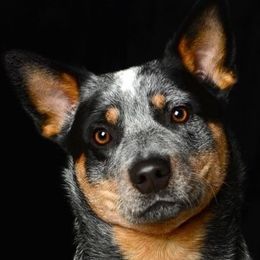 Australian Cattle Dogs from Legacy ACDs