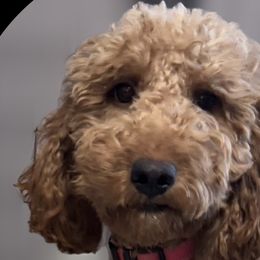 Holly - Goldendoodle