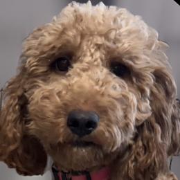 Holly - Goldendoodle