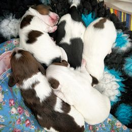 Dachshund Puppies from Gypsy Miniature Dachshunds