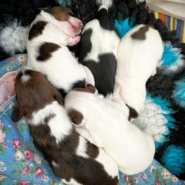 Dachshund Puppies from Gypsy Miniature Dachshunds
