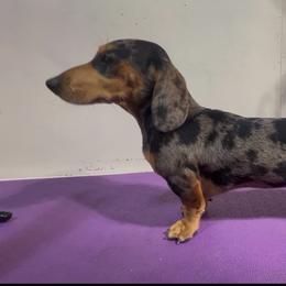 Boo - Dachshund