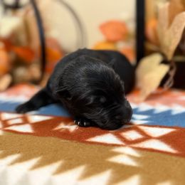 Dark Blue - Black male German Shepherd puppy in Columbus, Georgia from Blue Phoenix Shepherds