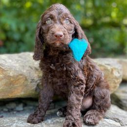 Chai - Liver and white male Springerdoodle puppy in Lisbon, Ohio from Willow Lane Doodles