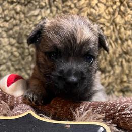 Shodu boy 4 - Gray brindle male Cairn Terrier puppy in Bigfork, Minnesota from Dachshunds Up North