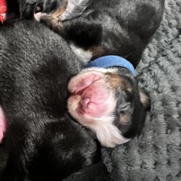 Bernese Mountain Dog Puppies from Berners of New Mexico