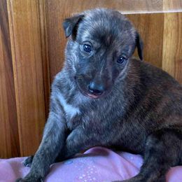 Greyhound Puppies from Trapple's Custom K-9's