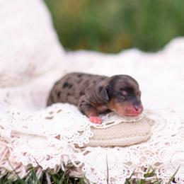 Tiny AKC - Dapple male Dachshund puppy in Knox City, Missouri from Brittney's Dachshunds
