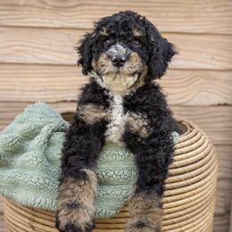 Bernedoodles, Cavapoos, and Goldendoodles from Waterloo Doodles