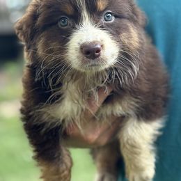 Boy 5 - Red tri-color male Australian Shepherd puppy in Lowell, Indiana from Bearfoot Aussies and Tollers
