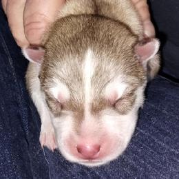 Riah - Red and white female Siberian Husky puppy in Heppner, Oregon from Yuki Ookami Show Kennel