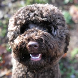 Brownie - Australian Labradoodle