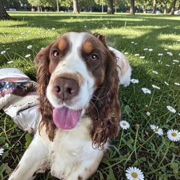 Cheyenne - English Springer Spaniel