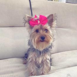 Miss Matcha Latte - Yorkshire Terrier