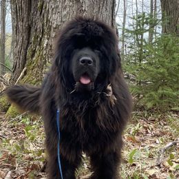 Isobel  - Newfoundland