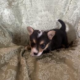 Rita Hayworth - Black and tan female Pembroke Welsh Corgi puppy in Louisburg, North Carolina from Lucky Penny Corgis
