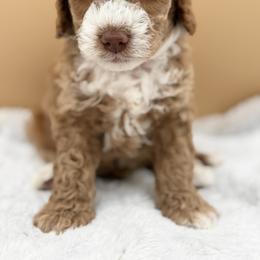 Light Blue - Red male Australian Labradoodle puppy in Antelope, California from Adorable Labradoodle