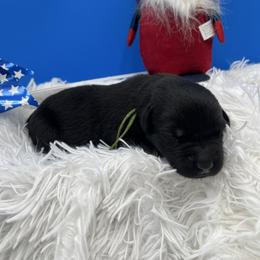 Green - Black male Labrador Retriever puppy in Heath Springs, South Carolina from Rich Hill Retrievers