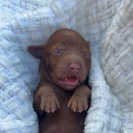 Aster - Red  male Goldendoodle puppy in Bakersfield, California from CorduroyDoodles
