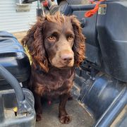 Wild Willie Waddell - Brown male Boykin Spaniel puppy in Sparta, Georgia from Waddell-Kennels