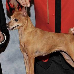 Miniature Pinschers from Debbie's Miniature Pinschers