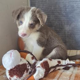 Colby - Lilac male Border Collie puppy in Gary, Indiana from Lake Ridge Border Collies