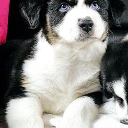 Australian Shepherd Puppies from Gypsy River Aussies