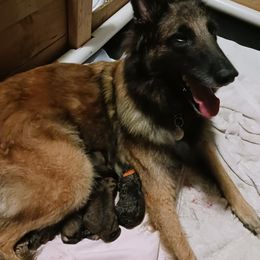 Belgian Tervuren puppies from Sherry's Time Flies Tervurens