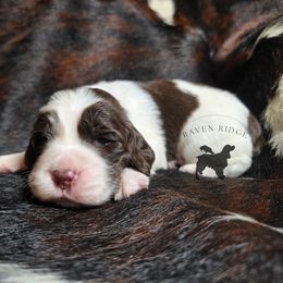 Flax - Liver and white male English Springer Spaniel puppy in Pierz, Minnesota from Raven Ridge Springers