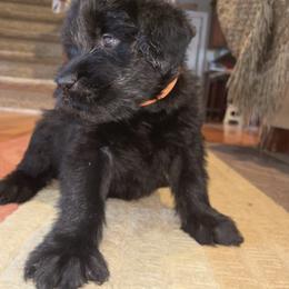 Winnie - Black female Giant Schnauzer puppy in Noblesville, Indiana from Stratton House Kennels