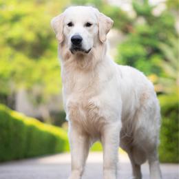 Henry - Golden Retriever