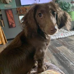 Lady Bug - Dachshund