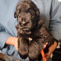 Tinsel - Black female German Shepherd puppy in Columbus, Indiana from Stony Lonesome GSD