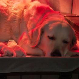 Yellow Female - Light golden female Golden Retriever puppy in Mt. Carmel, Tennessee from Smokey Mountain English Goldens