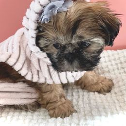 Shih Tzu Puppies from Arizona Sunrise Shih Tzus