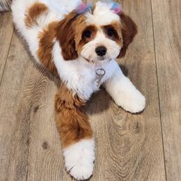 Roxy - Cavapoo