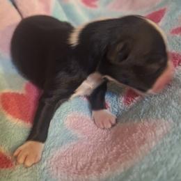 OREO SNOWDRIFT - Black & white female Australian Shepherd puppy in Salem, Arkansas from Patchwork Kennels