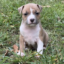 Mai Tai - Blue fawn female American Staffordshire Terrier puppy in Marietta, Georgia from Ambition Amstaffs