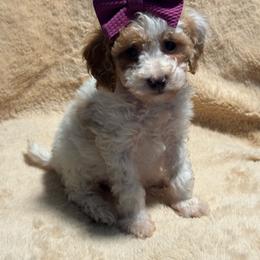 Patsy - Parti female Goldendoodle puppy in Lancaster, Kentucky from Dream Paws Puppies, LLC