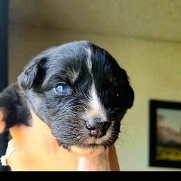 Vesper - Black tri-color female Australian Shepherd puppy in Salem, Oregon from Steady Aim Aussies